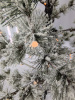 н